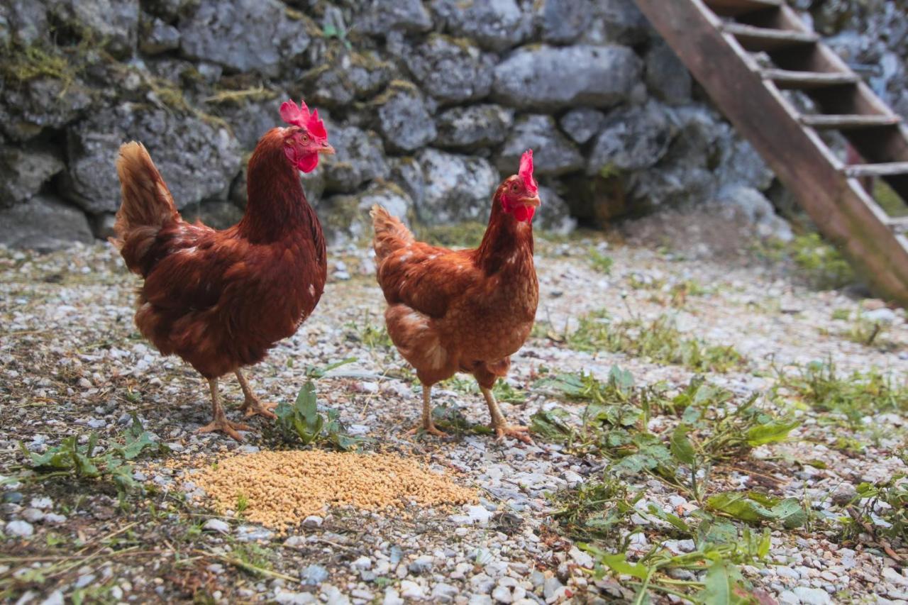 Apartma Gorski Razgled Srednja Vas v Bohinju Kültér fotó